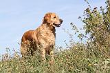 GOLDEN RETRIEVER 176